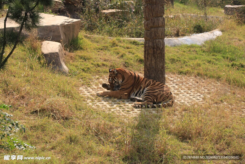 树荫下休憩的老虎