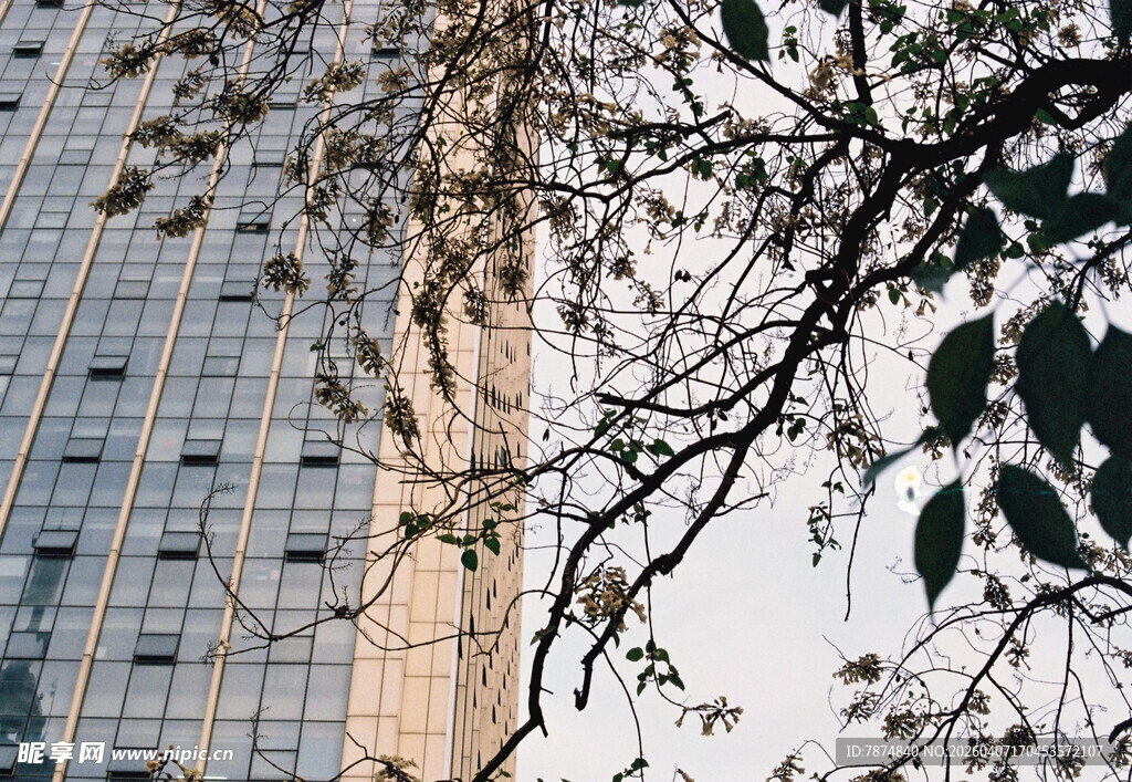 高楼旁枝叶繁茂的景象