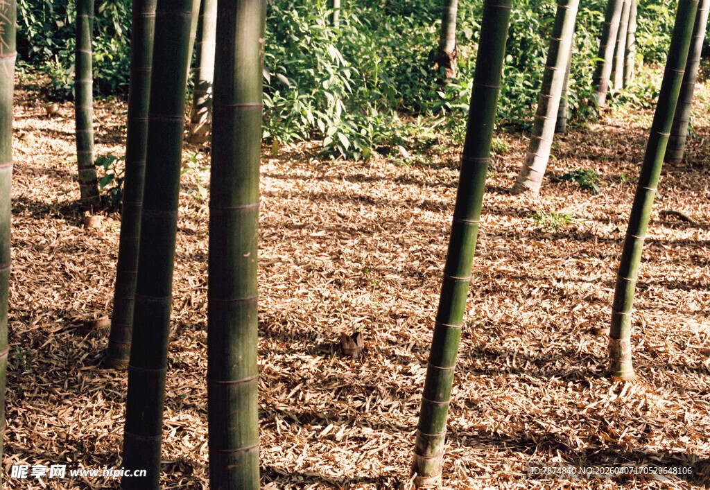 林间笔直树木与地面落叶