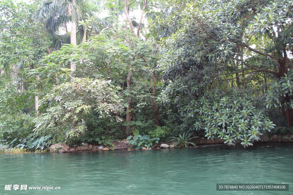 河畔繁茂绿植美景
