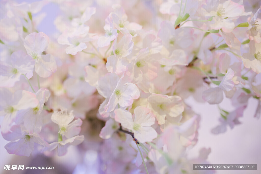 淡雅白色花卉特写