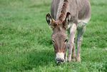 草地上低头吃草的驴子电脑壁纸