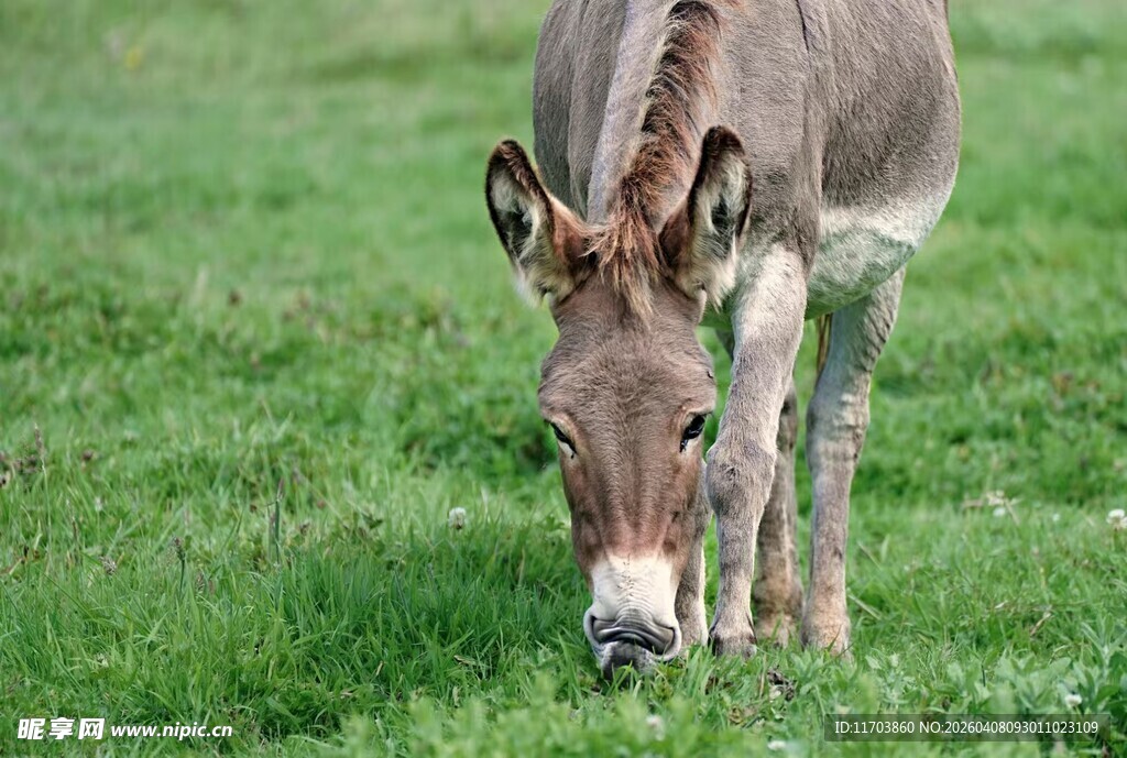 草地上低头吃草的驴子电脑壁纸