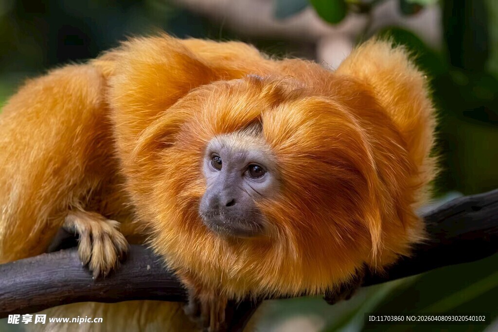 金狮狨猴栖息于枝头电脑壁纸