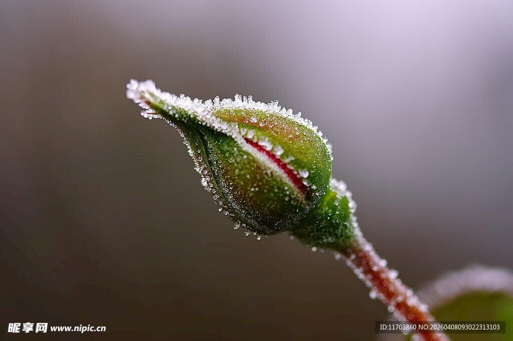 带露的嫩绿植物芽尖电脑壁纸