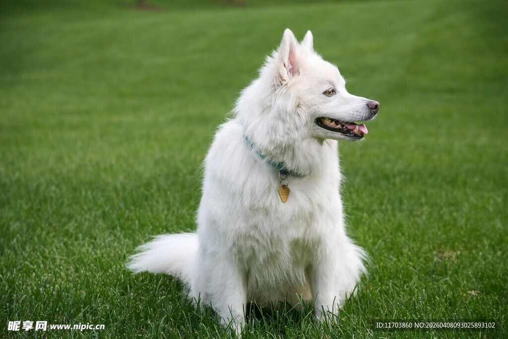 草地上的白色萨摩耶电脑壁纸
