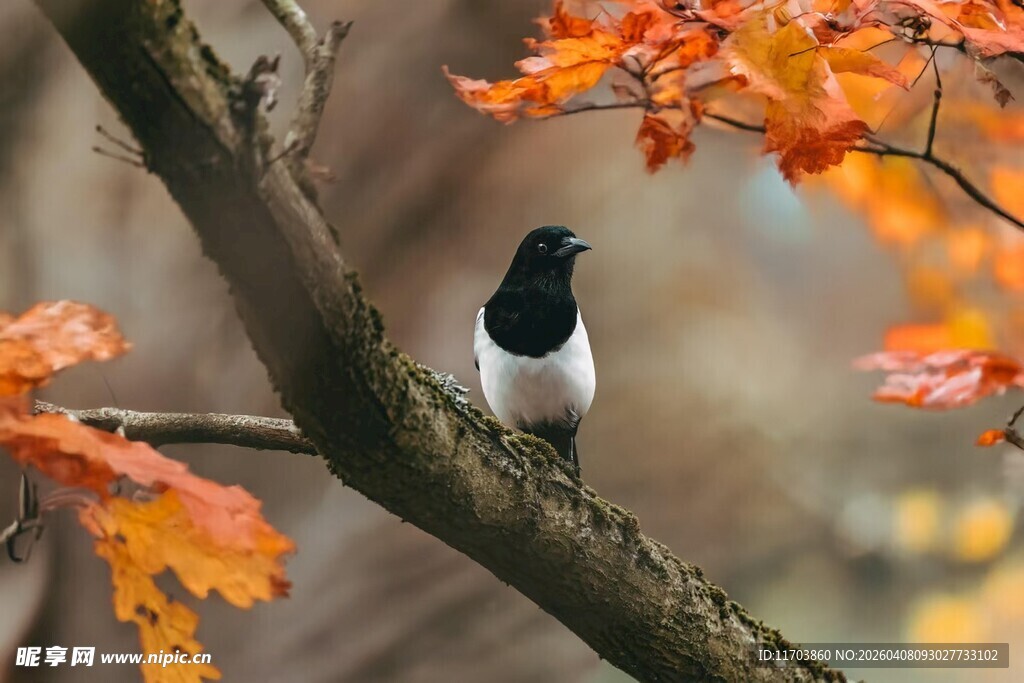 枝头鹊鸟伴秋叶电脑壁纸
