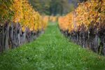 秋日葡萄园的翠绿与金黄电脑壁纸