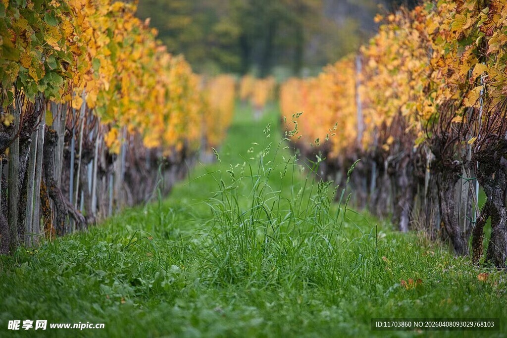 秋日葡萄园的翠绿与金黄电脑壁纸