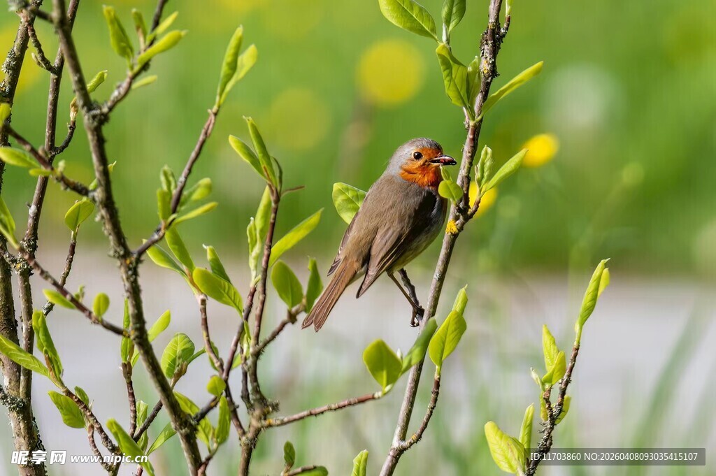 枝头小鸟赏嫩绿新芽电脑壁纸