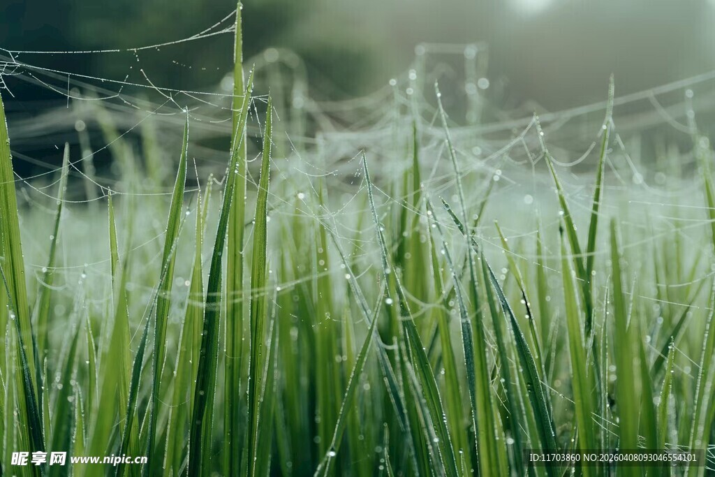 晨露中的翠绿草地电脑壁纸