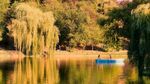 湖畔垂柳旁的静谧小船电脑壁纸