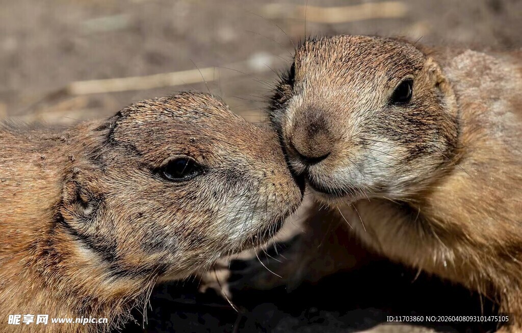 亲密土拨鼠电脑壁纸