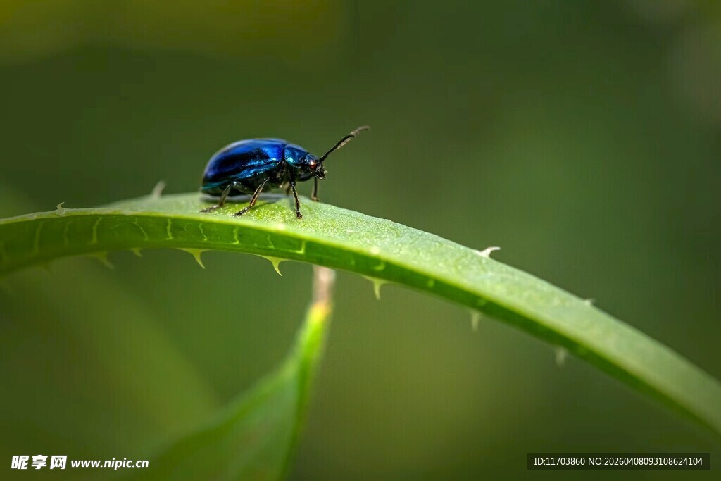 蓝甲虫栖息于翠绿叶片上电脑壁纸