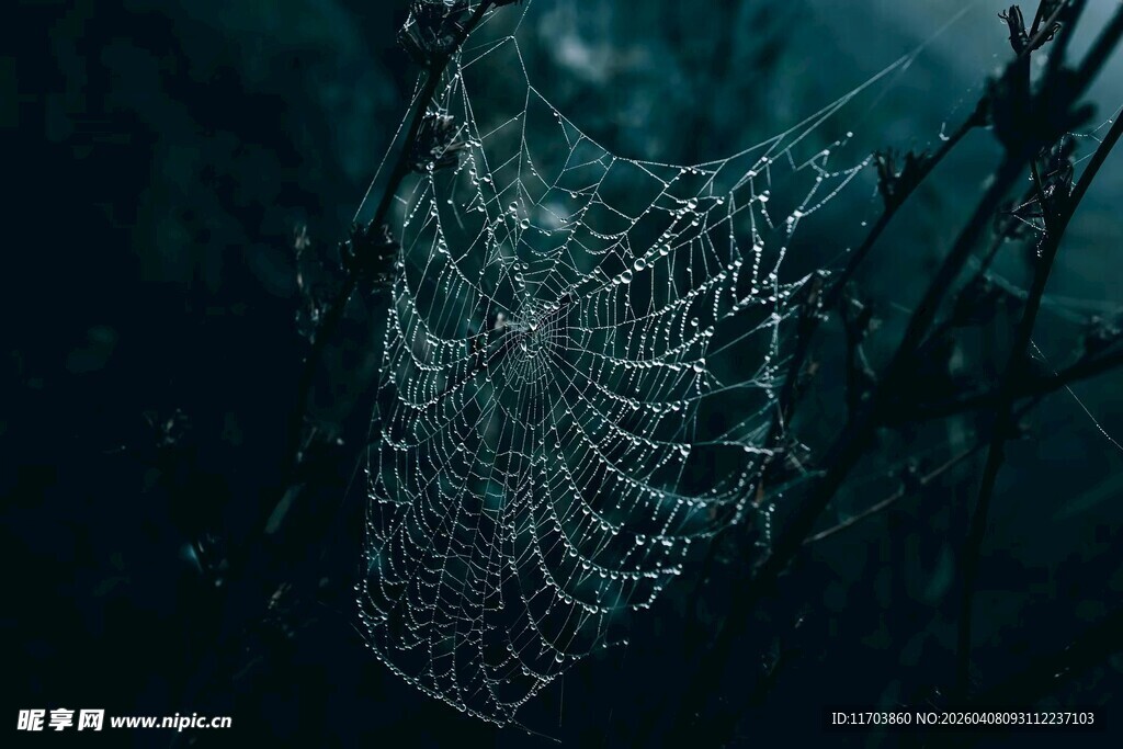 黑暗中的精美蛛网电脑壁纸