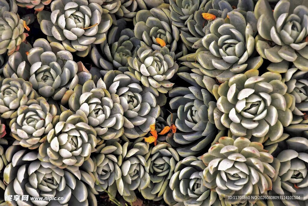 密集排列的多肉植物景观电脑壁纸