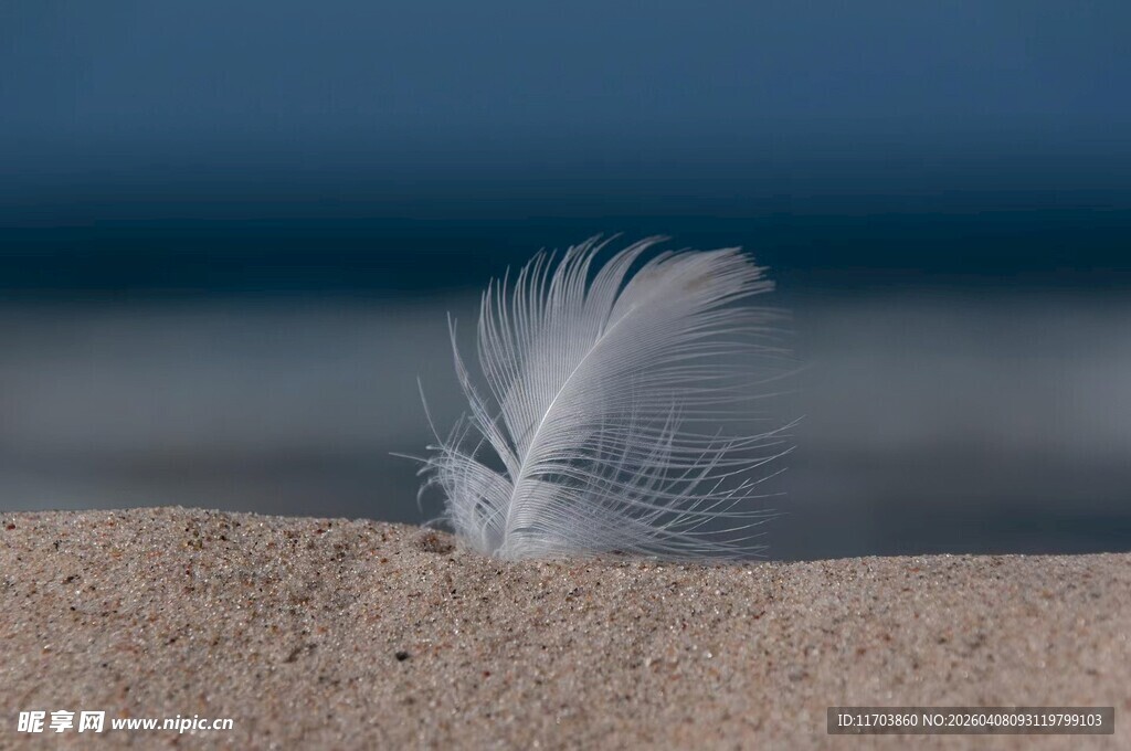 沙滩上的孤独羽毛电脑壁纸