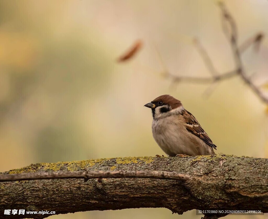 树枝上的麻雀电脑壁纸