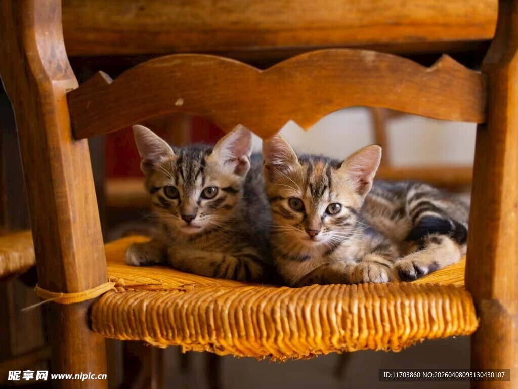 两只小猫惬意躺椅休憩电脑壁纸