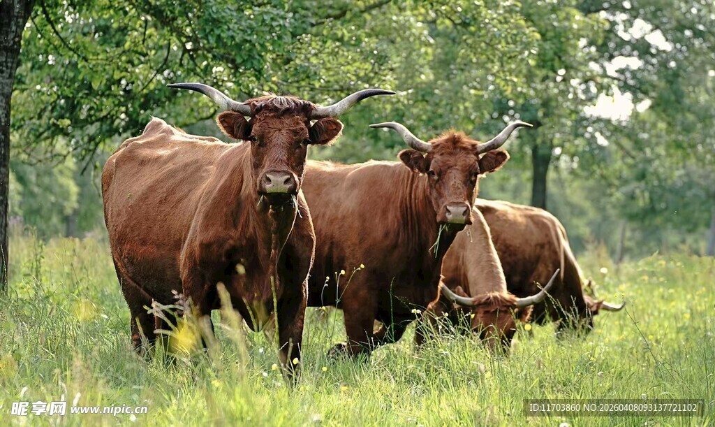 牧场上的棕色牛群电脑壁纸
