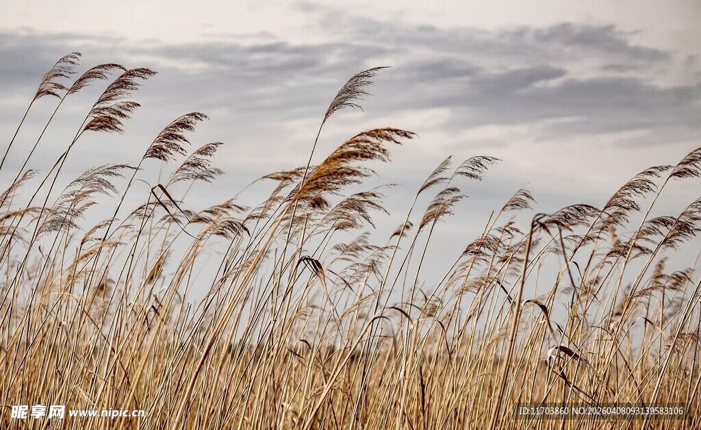 风中芦苇尽显自然之美电脑壁纸
