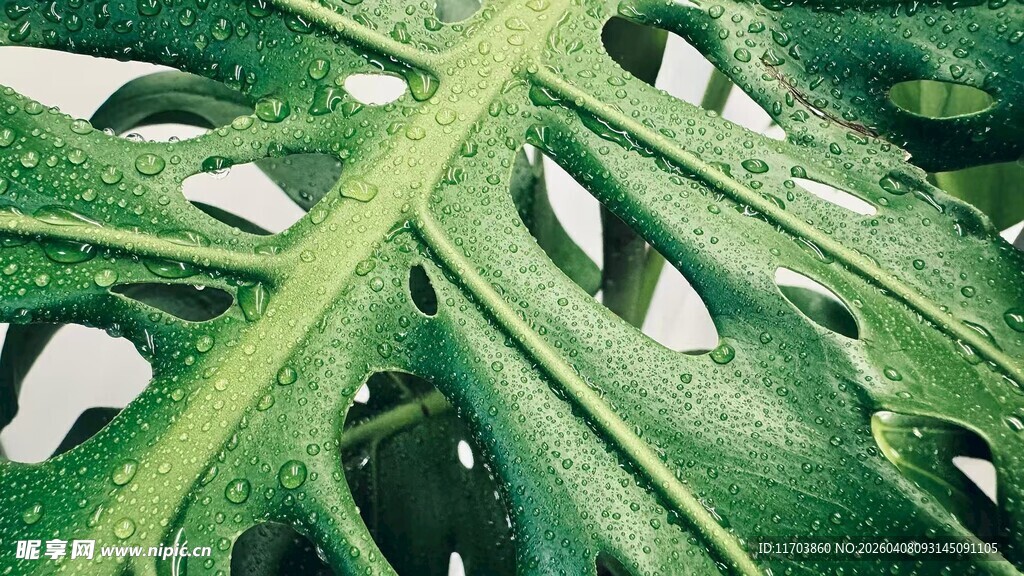 龟背竹叶纹理特写电脑壁纸