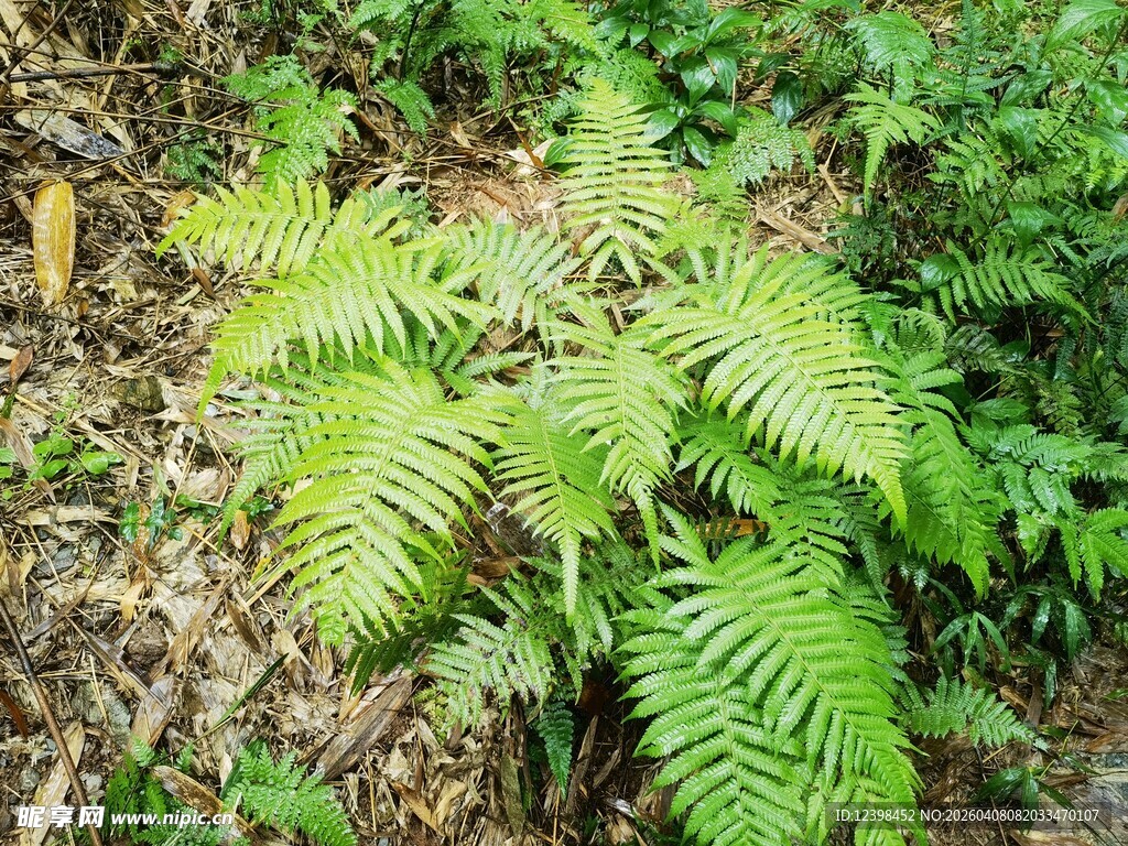 翠绿蕨类植物