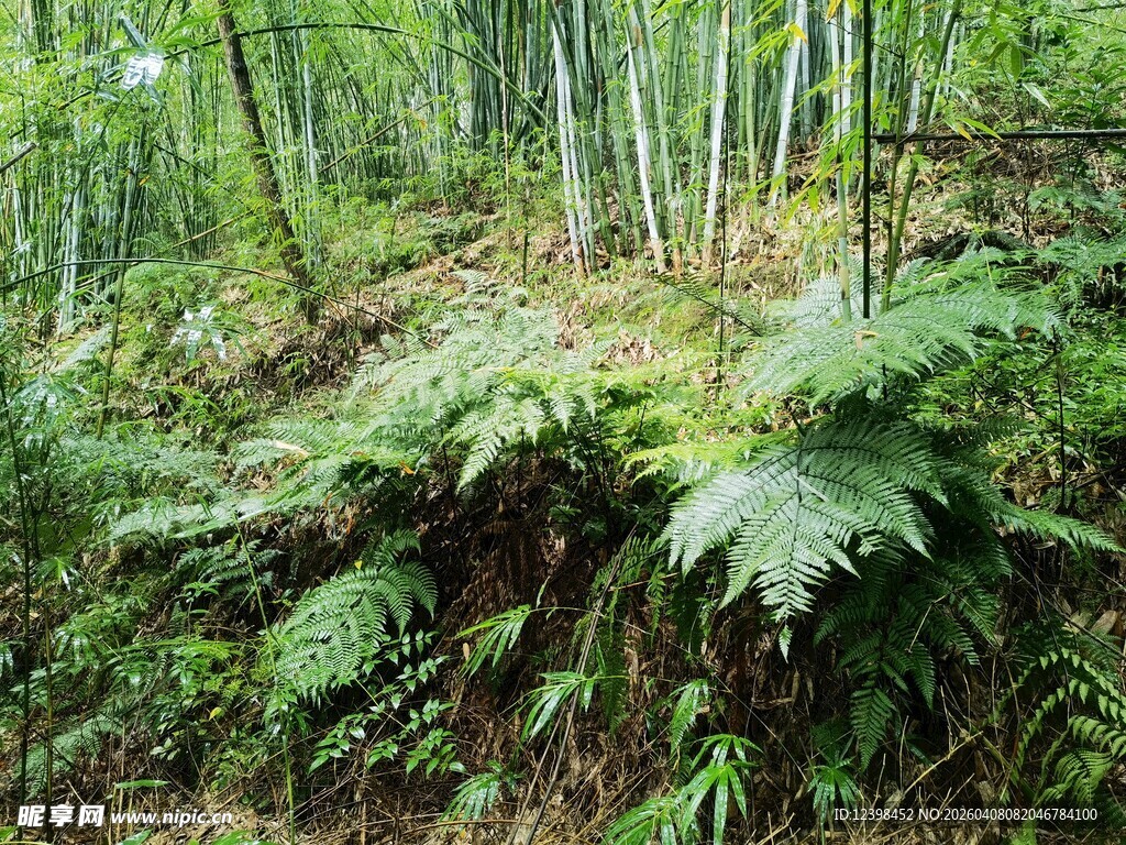 森林中的繁茂绿植景观