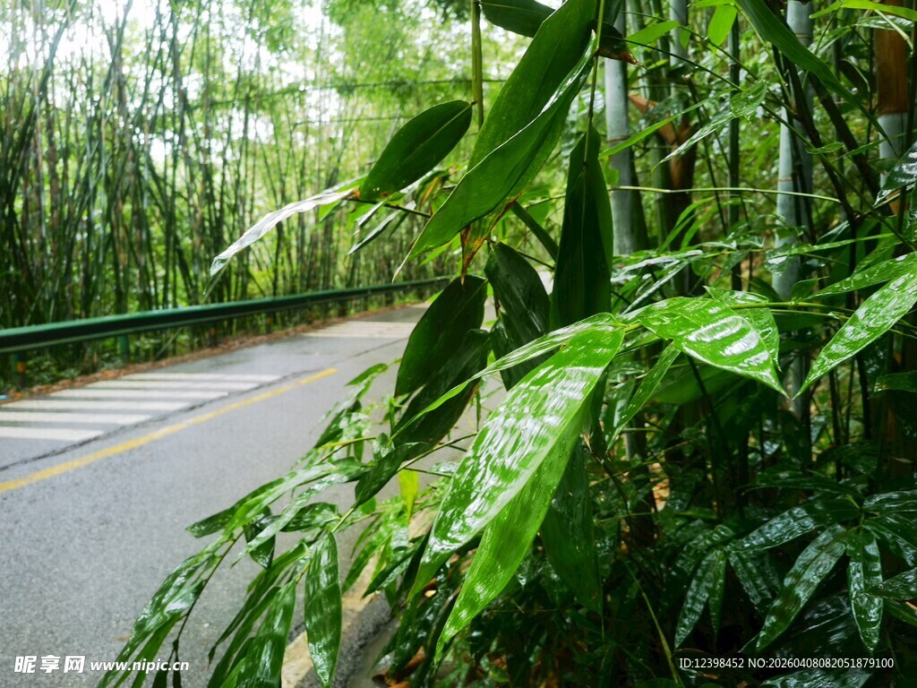 林间绿意盎然的幽静小路