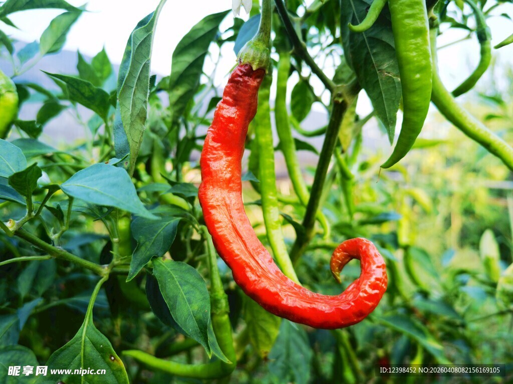 红辣椒
