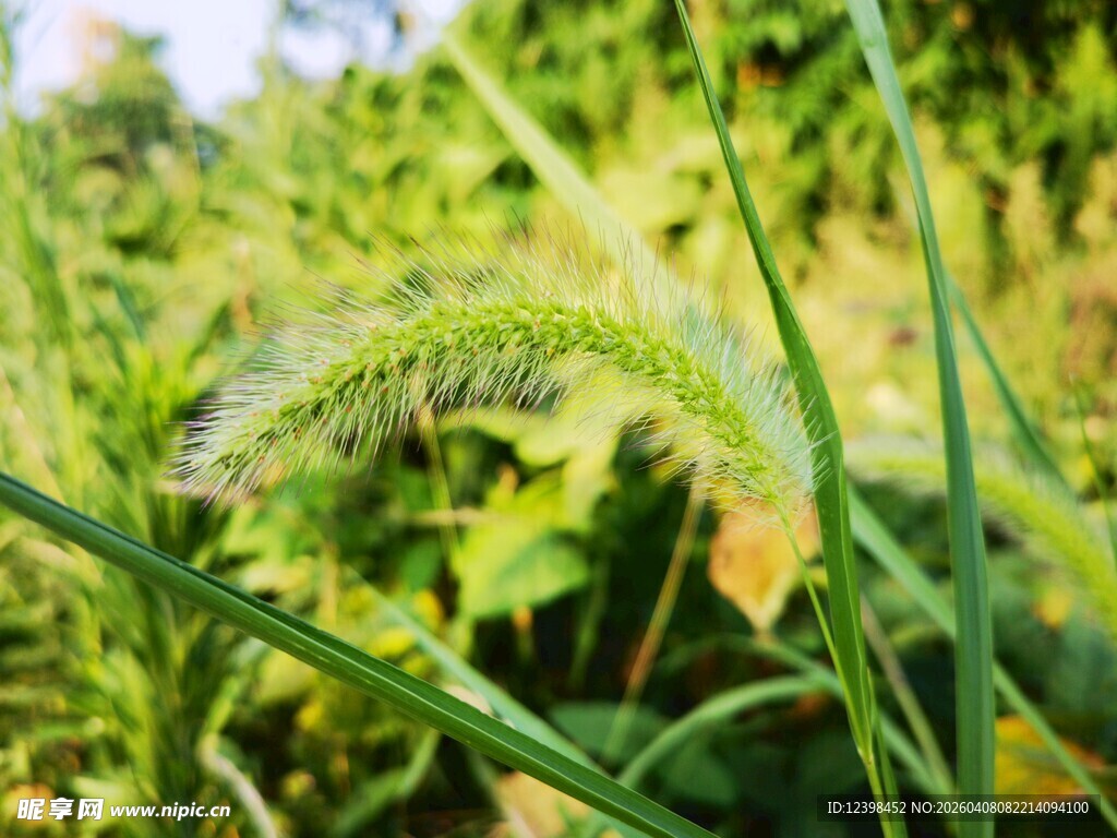 狗尾巴草