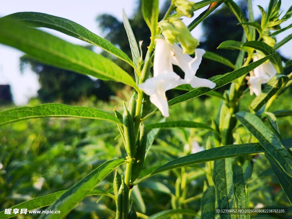 田野中的白色小花