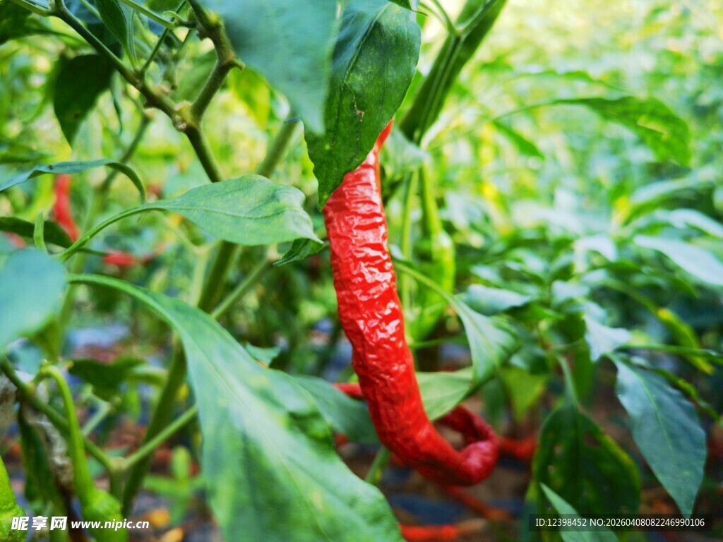红辣椒