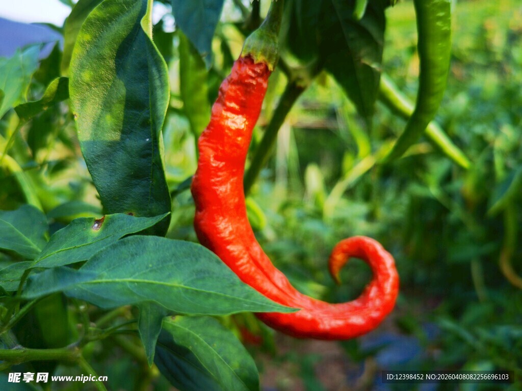红辣椒