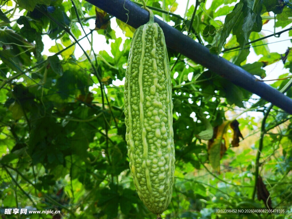 翠绿苦瓜