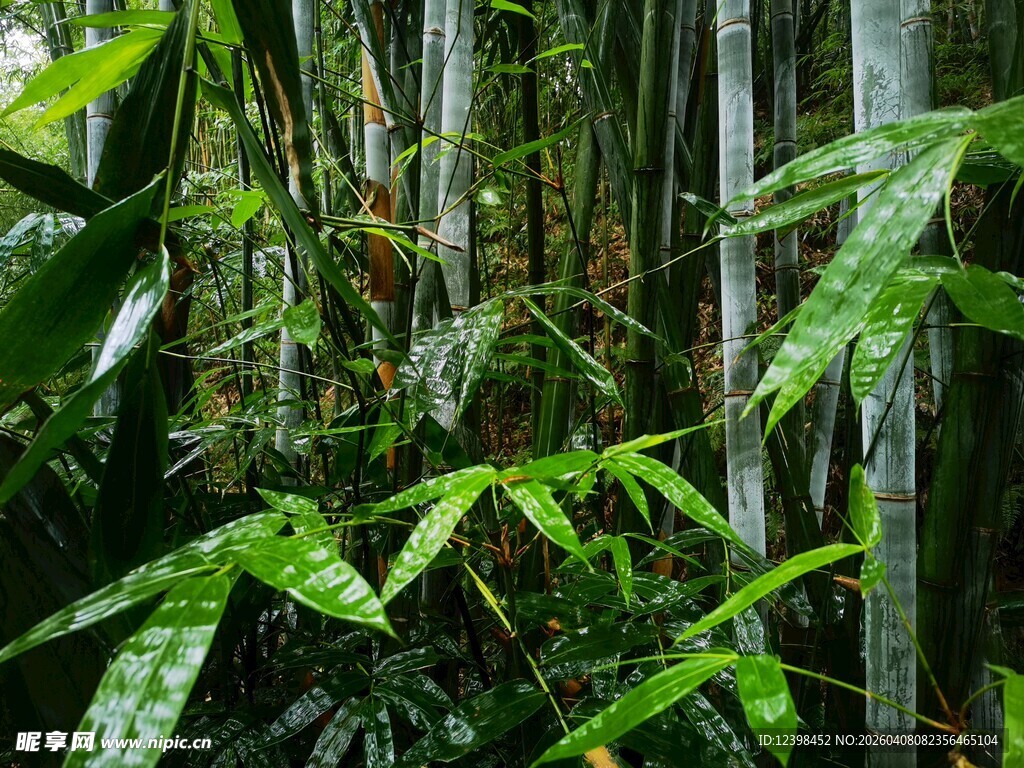 雨中葱郁竹林