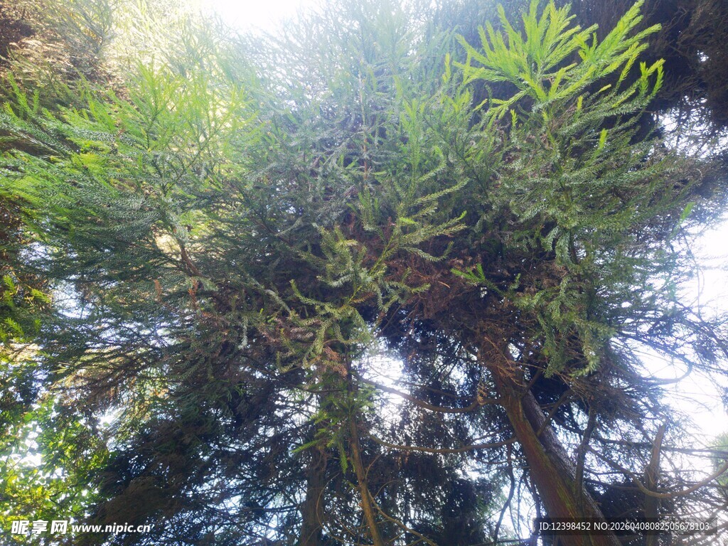 仰视茂密森林中的高大树木