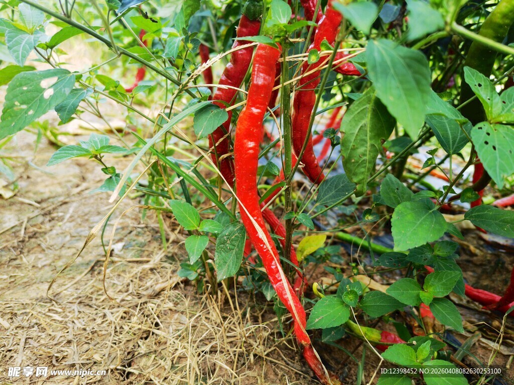 红辣椒写