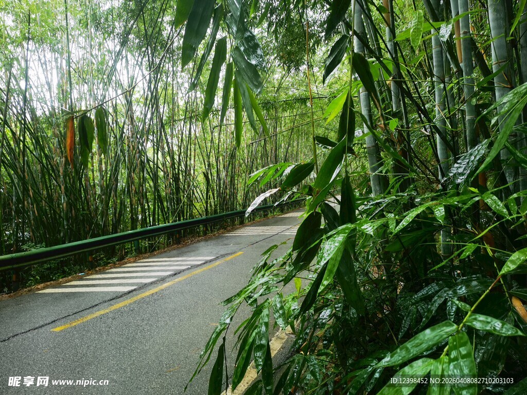竹林下的道路