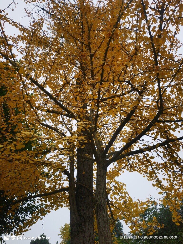 秋日金黄银杏树