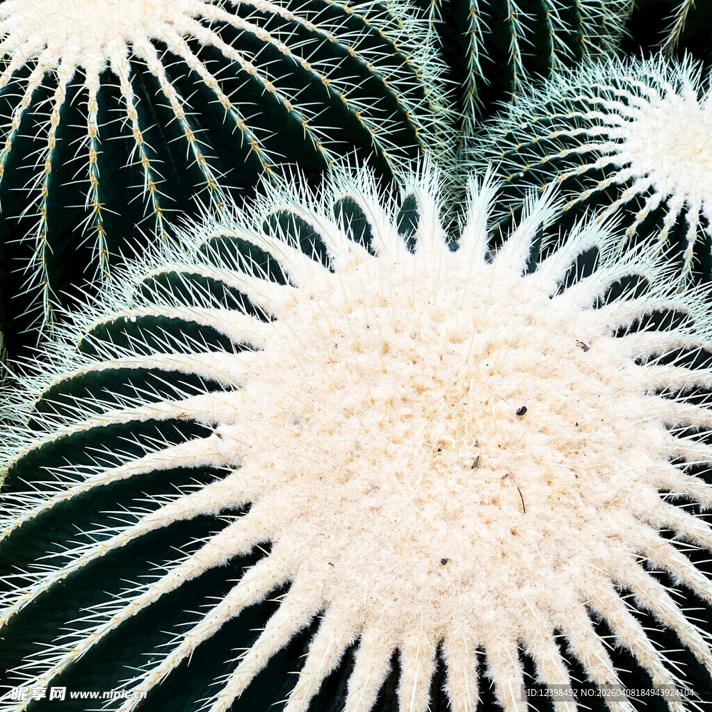 刺球仙人掌特写