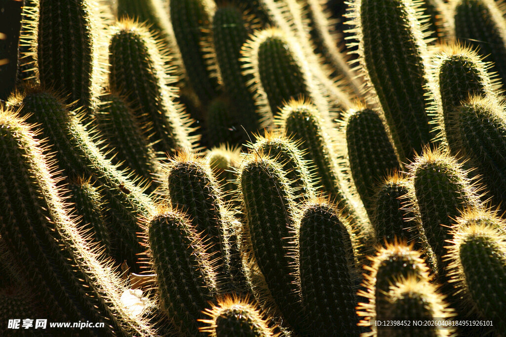 密集仙人掌特写