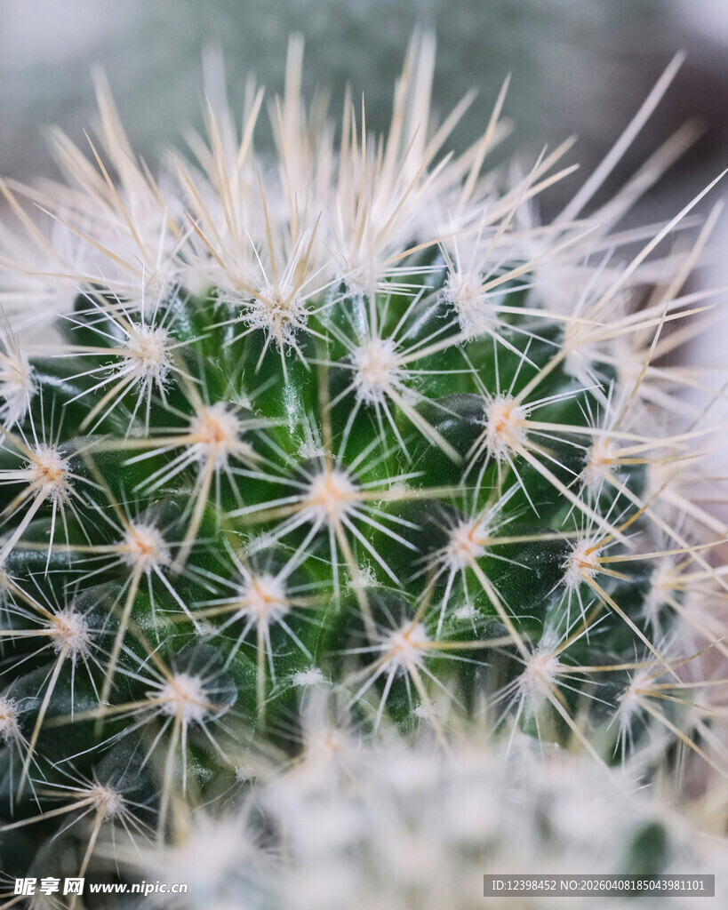 刺球仙人掌特写