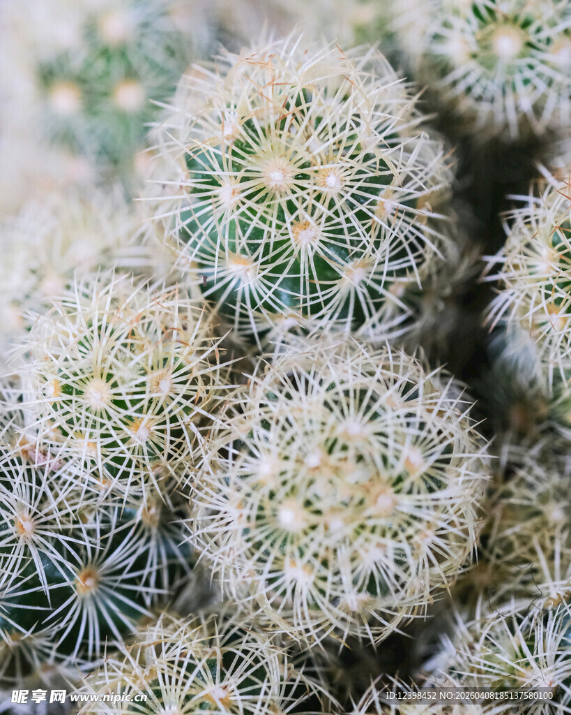 密集的仙人球