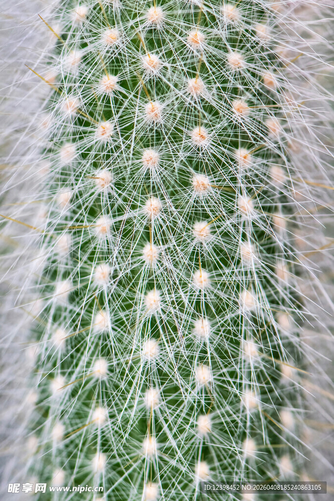 带刺的绿色仙人掌