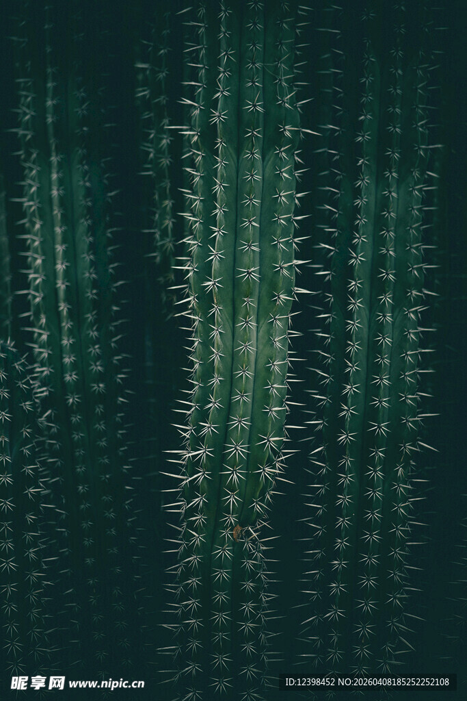 带刺的绿色仙人掌纹理