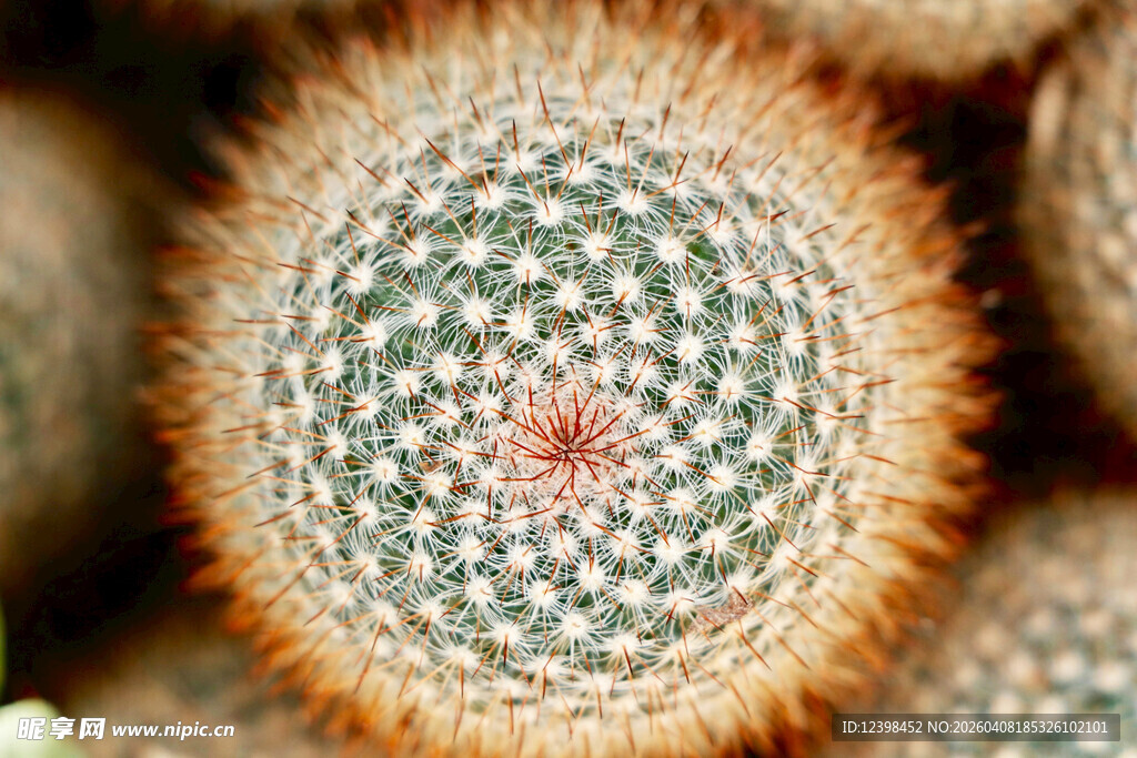 可爱仙人球特写