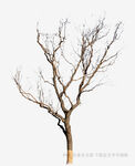 枯树