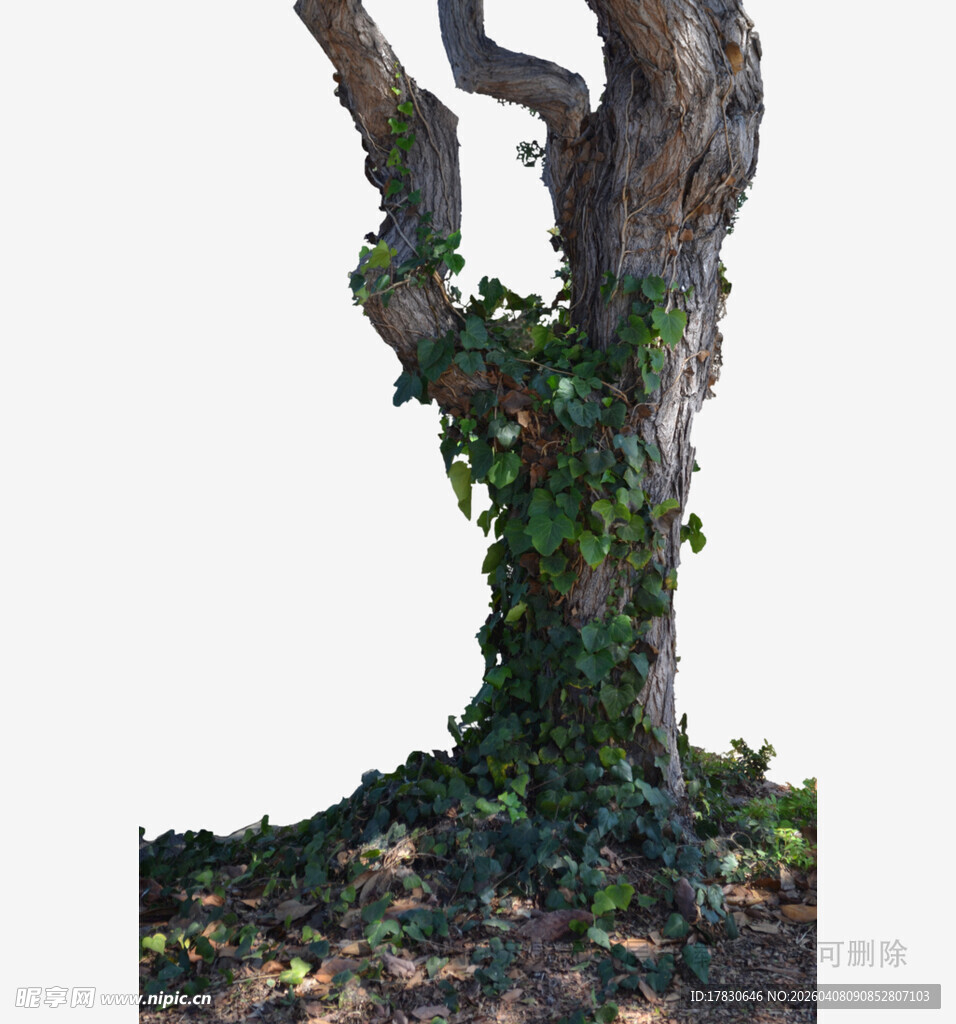 枯树