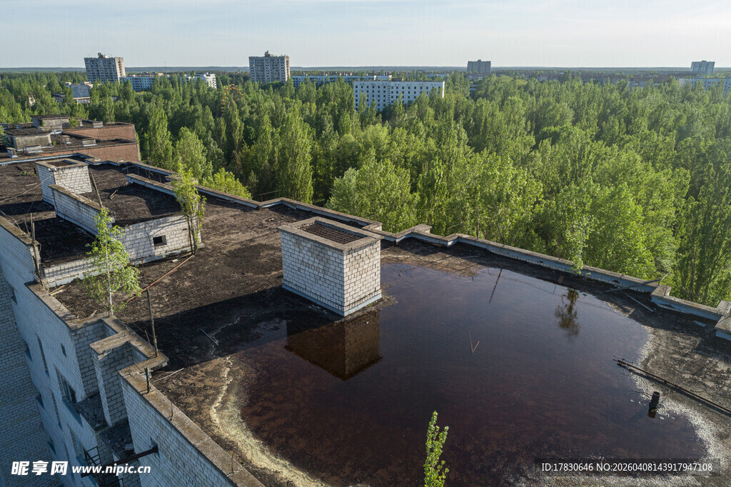 废弃屋顶现绿植与积水